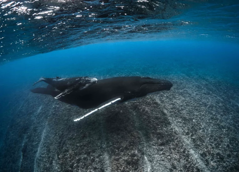 Whale season in The Islands of Tahiti