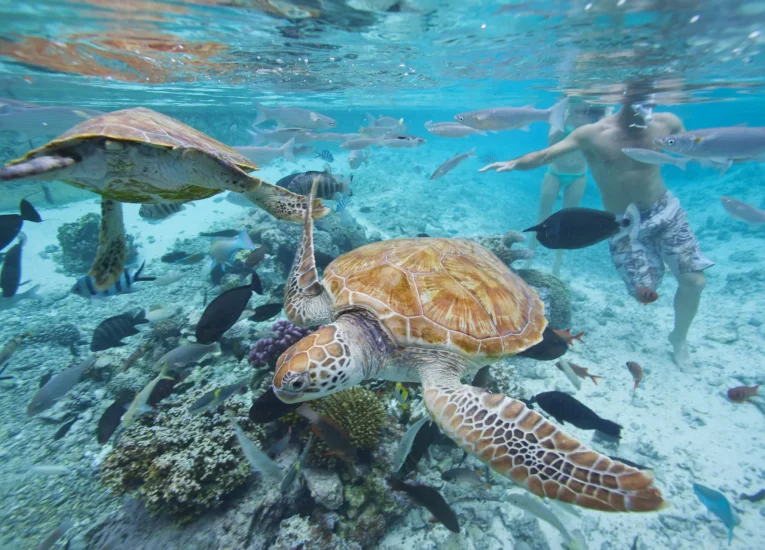 Turtle watching © Tahiti Tourisme