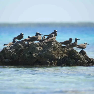 Group of birds on a rock in the sea © Tahiti Tourisme