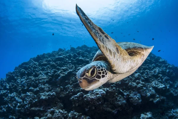 Plongée avec une tortue © Greg Lecoeur