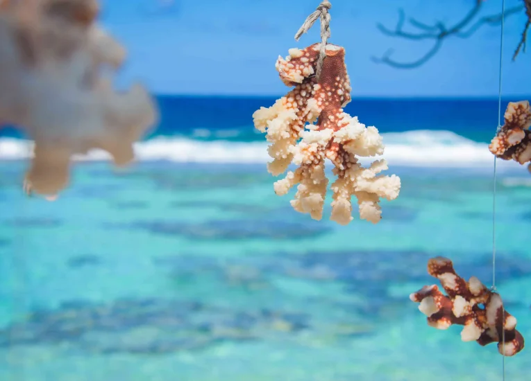 Hanging corals© Teriitua Maoni