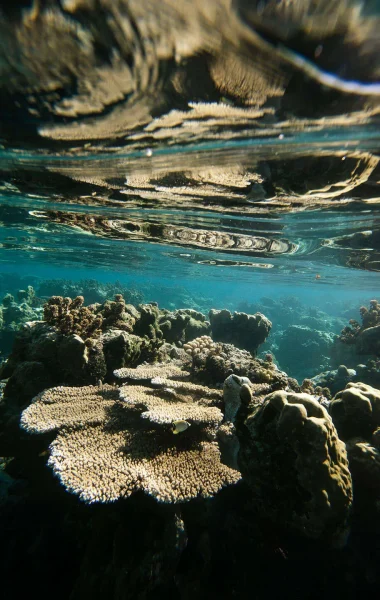 Coral of The Islands of Tahiti © Myles McGuinness