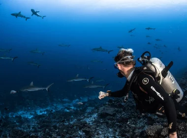 Diving at the famous shark wall © Grégory Lecoeur
