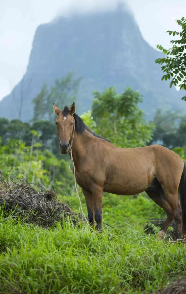 Balade à cheval © Tahiti Tourisme