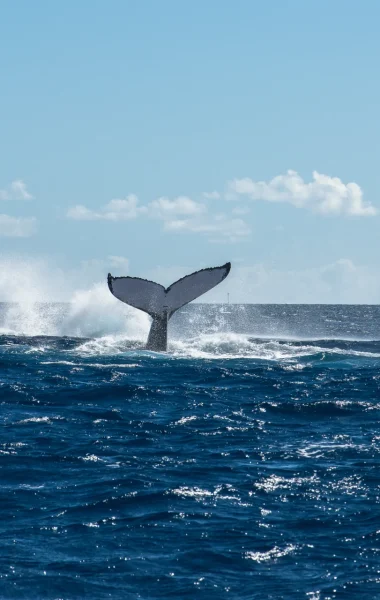 Whale tail © Grégory Lecoeur