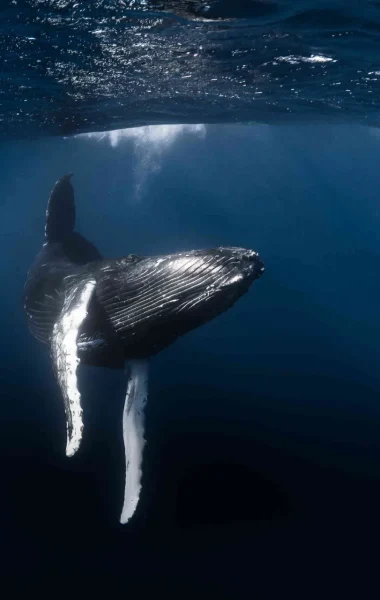 Watch a whale in Polynesian waters© Grégory Lecoeur