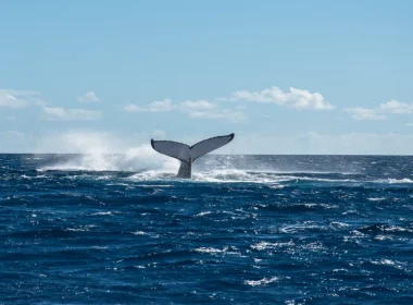 Observation des baleines à Rurutu © Grégory Lecoeur