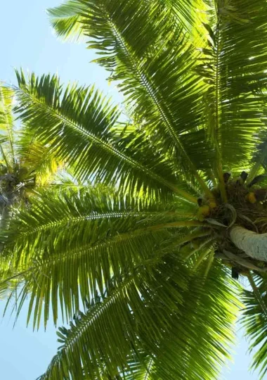 Tikehau palm tree © Tahiti Tourisme