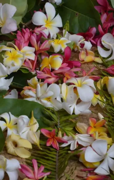 Beautiful Tipaniers flowers for wreaths © Tahiti Tourisme