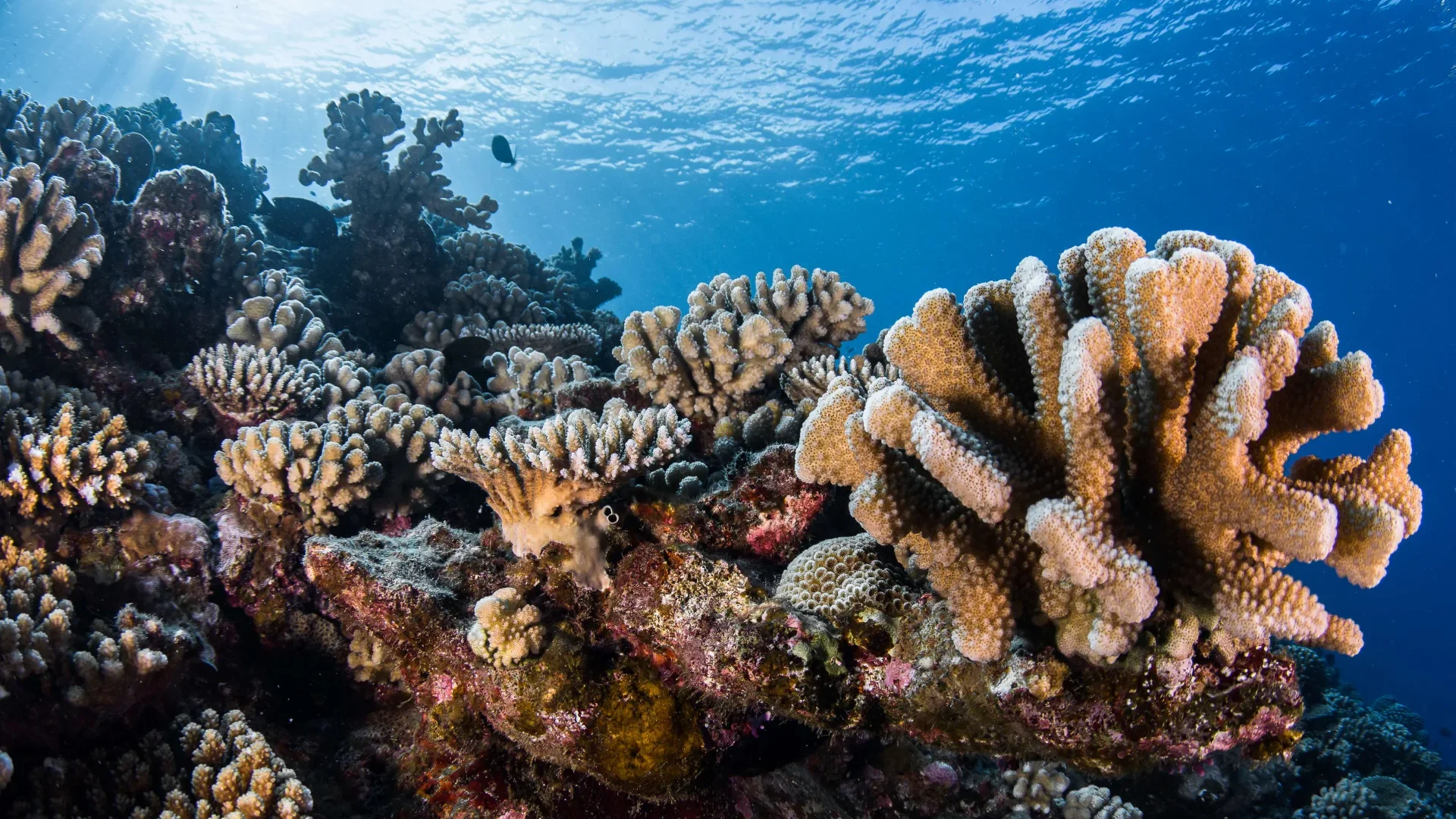 Coral in The Islands of Tahiti - Tahiti Tourisme