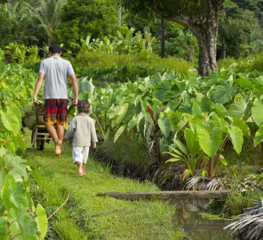 Taro fields in Rurutu © Tahiti Tourisme