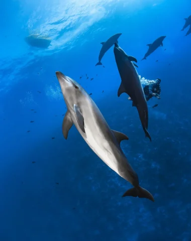 Observation de dauphins © Greg Lecoeur