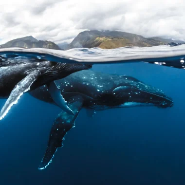 A whale and her calf in The Islands of Tahiti © Frédérique Legrand