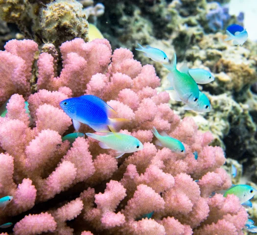 Corals and multicolored fish in The Islands of Tahiti © Stéphane Mailion / Service du Tourisme