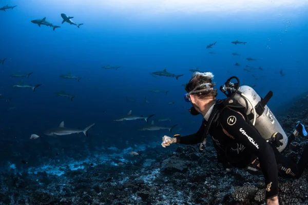 Plongée au Mur de requins ©Grégory Lecoeur