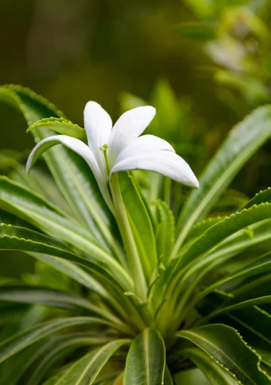The Tiare Apetahi, an endemic flower of Raiatea © Philippe Bacchet