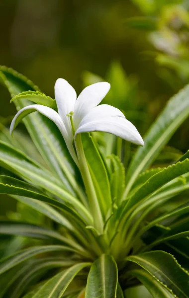 The Tiare Apetahi, an endemic flower of Raiatea © Philippe Bacchet