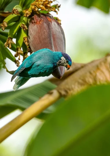 The pihiti, parakeet of Ua Huka © Tuhei Adams / Vik'ura