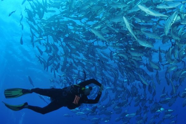 Nager dans un banc de poissons c Tahiti Tourisme