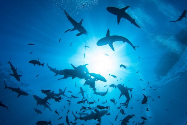 Bancs de requins c Tahiti Tourisme